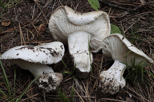Hygrophorus subalpinus