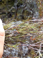 Dracophyllum subulatum