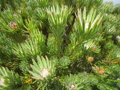 Leucadendron dregei
