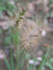 Setaria parviflora