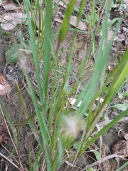 Setaria parviflora