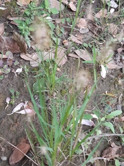 Setaria parviflora