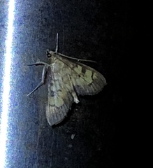 Bocchoris aptalis