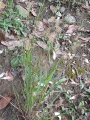 Setaria parviflora