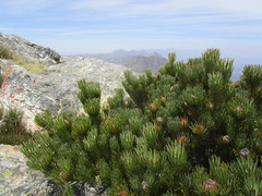 Leucadendron dregei