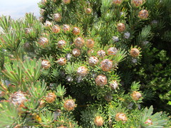 Leucadendron dregei