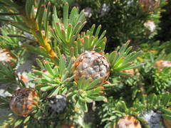 Leucadendron dregei