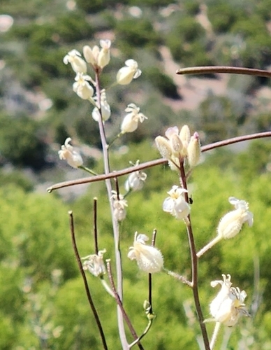 Image of Caulanthus hallii by no rights reserved