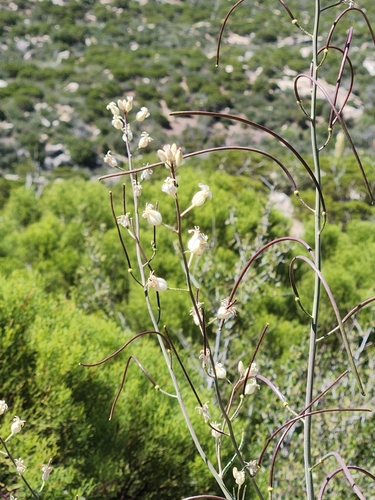 Image of Caulanthus hallii by no rights reserved