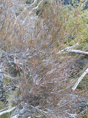 Dracophyllum subulatum