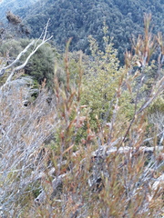 Dracophyllum subulatum