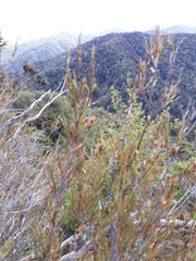 Dracophyllum subulatum