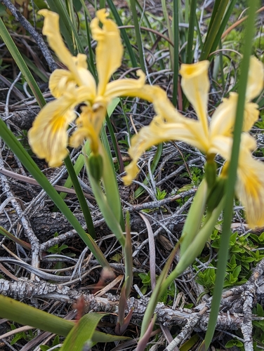 Image of Iris bracteata by (c) David Anderson, some rights reserved (CC BY)