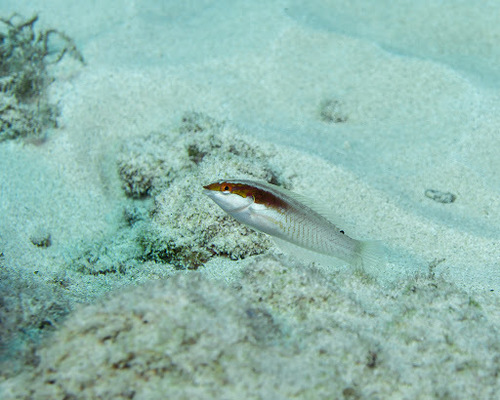 Elegant coris (Coris venusta) — Labridae — 2
