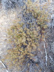 Dracophyllum recurvum