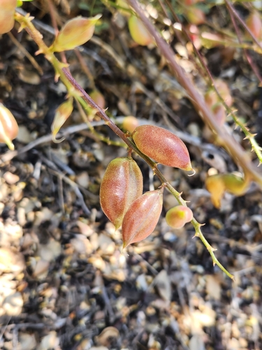 Image of Douglas' Milkvetch (Astragalus douglasii) by no rights reserved