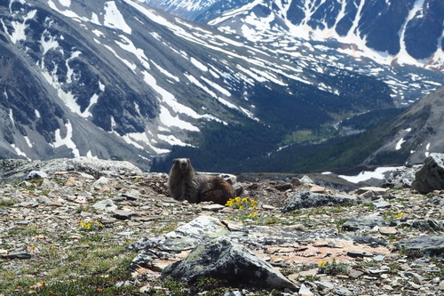 Hoary Marmot