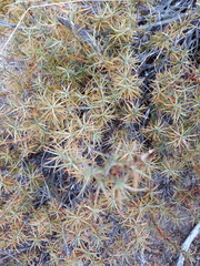 Dracophyllum recurvum