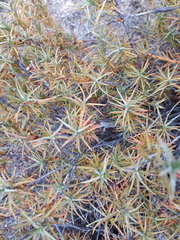 Dracophyllum recurvum