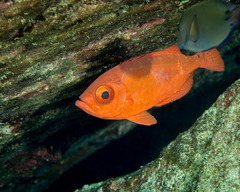 Heteropriacanthus carolinus