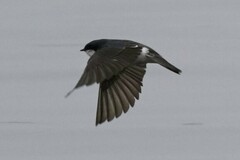 Tachycineta bicolor image