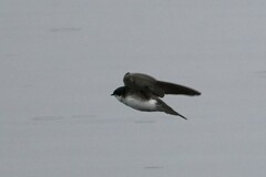 Tachycineta bicolor image