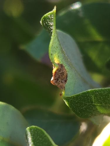 iNaturalist observation photo of Fold Gall Midge