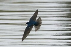 Tachycineta bicolor image
