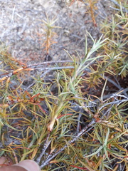 Dracophyllum recurvum