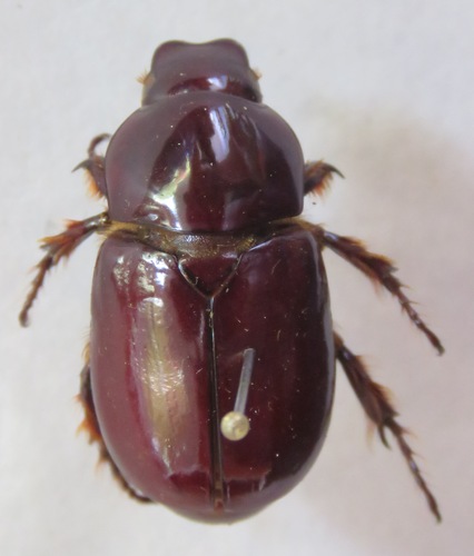 Erioscelis emarginata