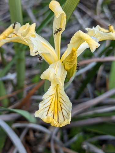 Image of Iris bracteata by (c) David Anderson, some rights reserved (CC BY)