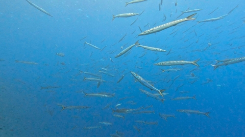 Sphyraena viridensis