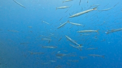 Sphyraena viridensis