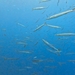 Sphyraena viridensis