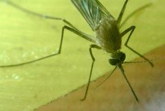 Culex pipiens