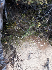 Rytidosperma setifolium