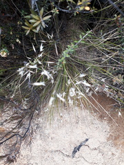 Rytidosperma setifolium