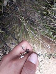 Rytidosperma setifolium