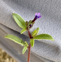 Allophyllum gilioides ssp. gilioides