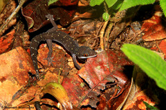 Cyrtodactylus triedrus