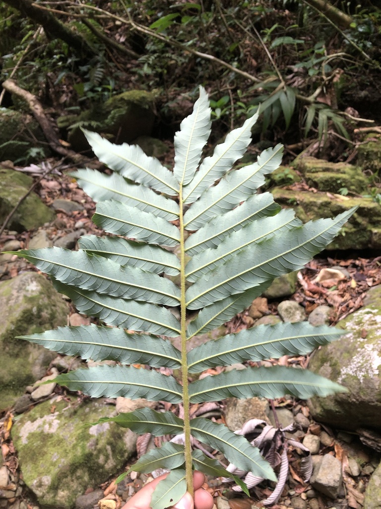 Alfaroa Costaricensis From Puntarenas CR On May 26 2023 At 12 16 PM alfaroa-costaricensis-from-puntarenas-cr-on-may-26-2023-at-12-16-pm