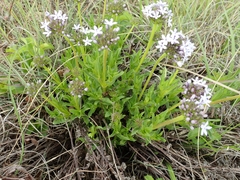 Pentanisia prunelloides