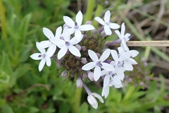 Pentanisia prunelloides