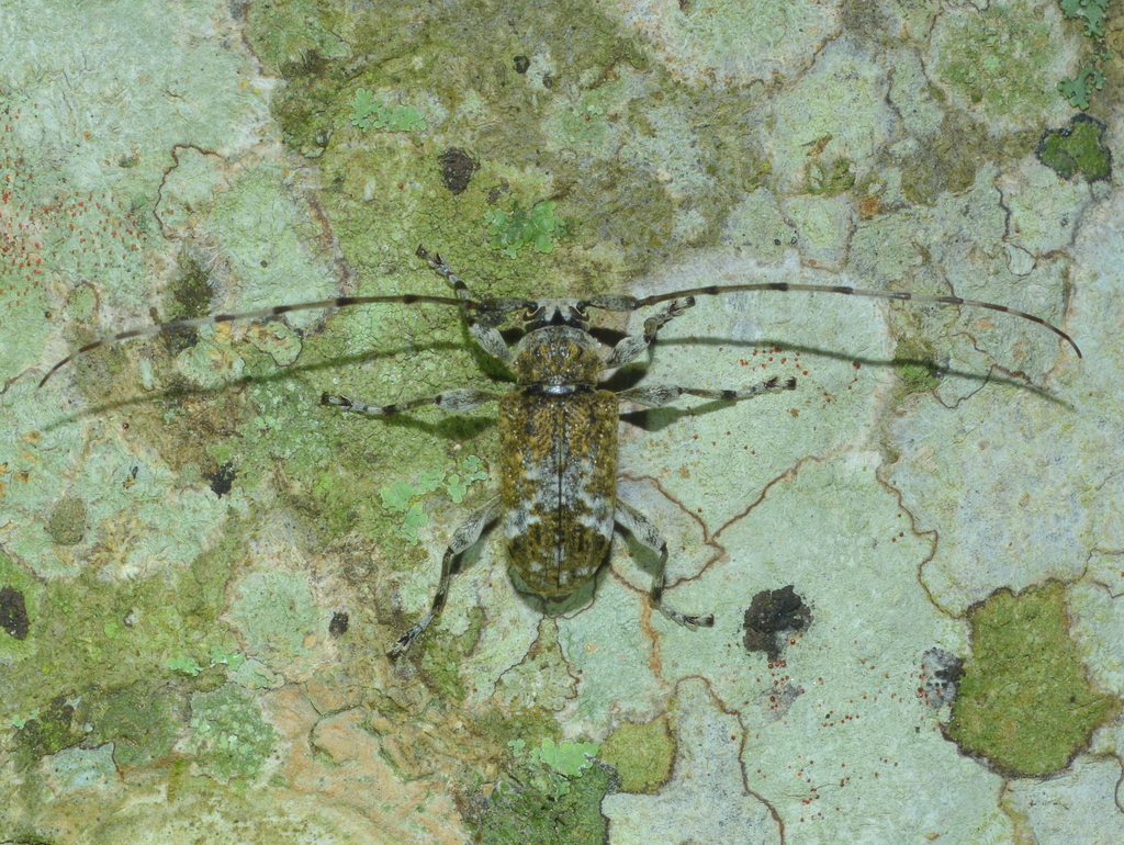 Exalphus confusus