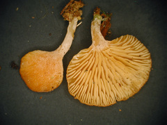 Panellus ligulatus image