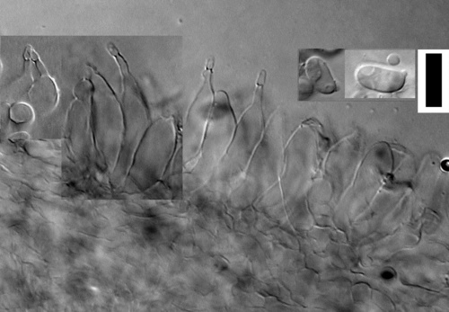 Panellus ligulatus image