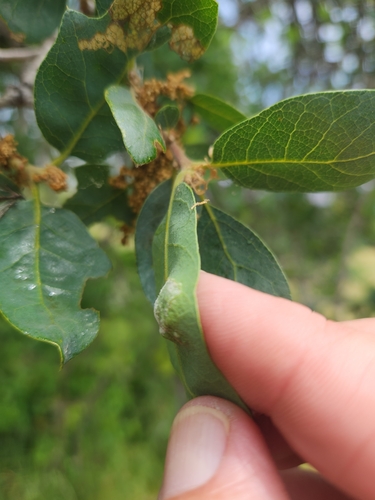 iNaturalist observation photo of Oak Leaf Blister