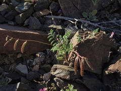 Astragalus acutirostris