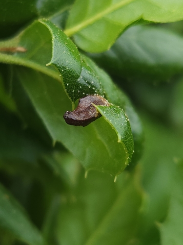 iNaturalist observation photo of Two-horned Gall Wasp