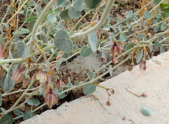 Pergularia tomentosa
